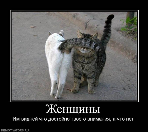http://catspedia.narod.ru/p7/demotivator/photo/124569_zhenschinyi.jpg